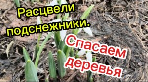 17-02-2026 Расцвели подснежники.Спасаем деревья.