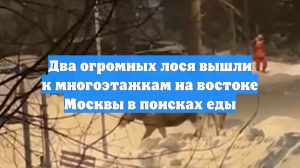 Жители Метрогородка сняли на видео бродящих по сугробам лосей