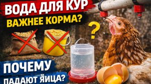 Вода для кур важнее корма? Главные ошибки, из-за которых падает яйценоскость
