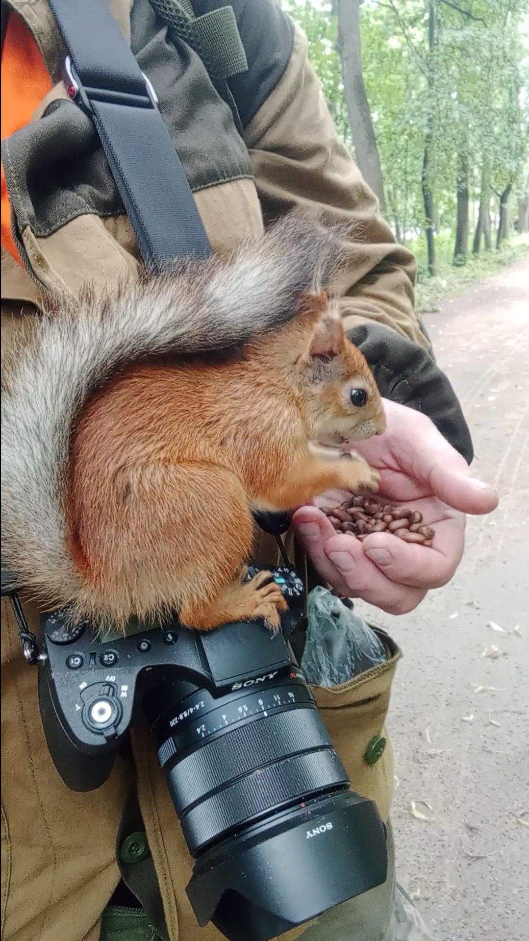 Знакомая белка. Июль 2023 смотреть онлайн