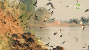 Природа. Ласточка береговушка_4