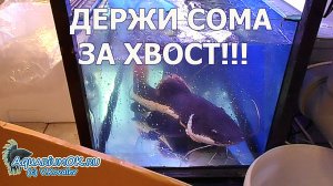 Чтобы вынуть из аквариума сома надо держать за хвост!