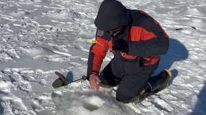 Желтый сыр.СЗ