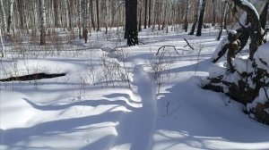 Проверка капканов часть 〽️ 24,откапываю капканы,закрываю дальний путик.