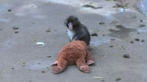 Плюшевая игрушка стала другом для одинокой обезьянки из японского зоопарка