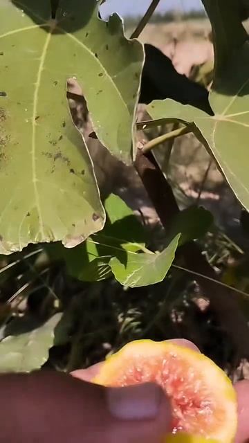 Инжир Апшеронский желтый Ростов-на-Дону - Маленькие Сады