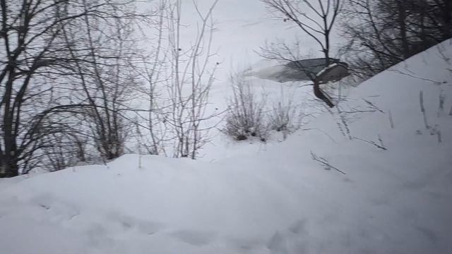 Влог / 12-13.02.2026 / Настолка и прогулка смотреть онлайн