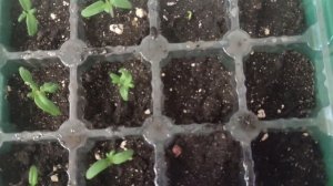 #карусельмоейжизни
Про блины и растишки.