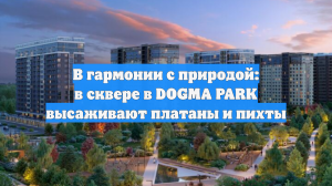 В гармонии с природой: в сквере в DOGMA PARK высаживают платаны и пихты