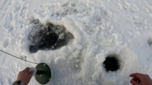 Всё в поклёвках а толку нет Султан кельды