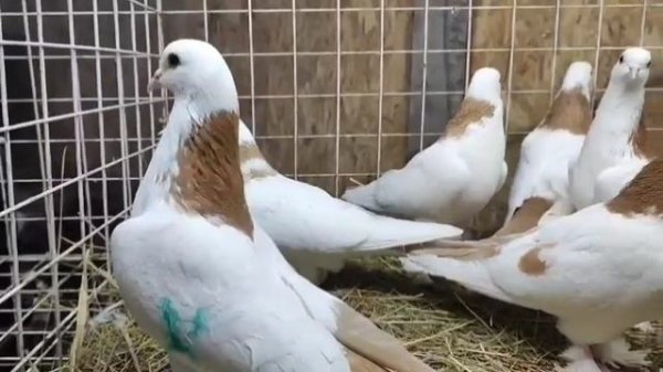 Голуби на продажу разных пород. Москва. Отправки все вопросы по телефону+7 929 822-32-60Константин,