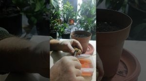 Как посадить семя манго