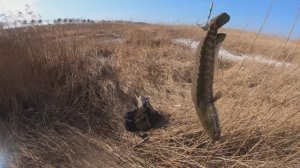 Змейеголовы на дергач