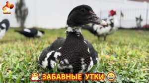 Забавные утки мускусные и пекинские на свободном выгуле со своими друзьями ч.(359) ❣️🤗😂