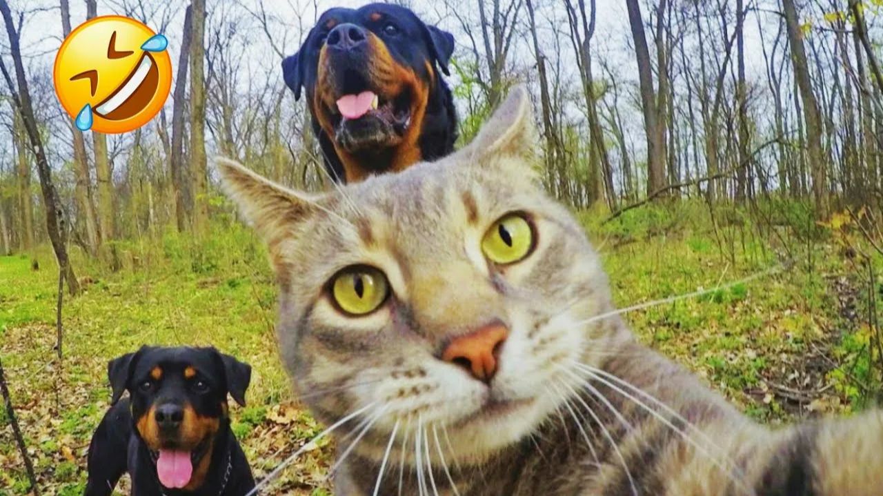 Смешные и забавные животные 😻😺 Лучшие приколы с животными 🐶 Подборка забавных животных