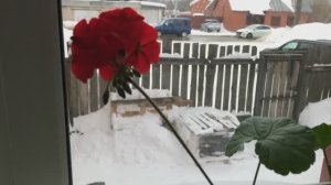 .Готовлю вкусные котлеты. Покупка в Фикс Прайсе. Цветы на подоконнике.