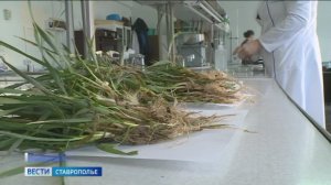 Ученые помогают аграриям Ставрополья вырастить здоровый урожай