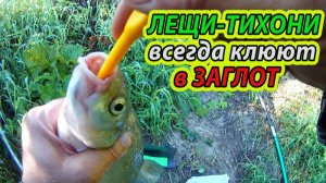 ЛЕЩИ-НЕАДЕКВАТЫ, заглотят и стоят. Бывает и так. Рыбалка на леща на фидер.