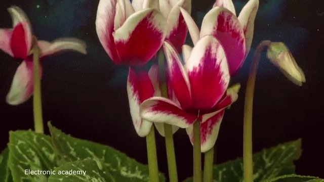 В. Бойко - Этюд (вальс) ( из сборника 