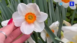 Выставка растений «Репетиция весны» проходит в ботсаду МГУ