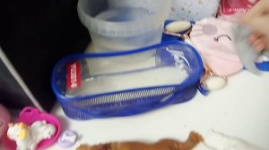 влог с собачками