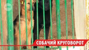 Нападение собак на иркутянина обернулось уголовным делом