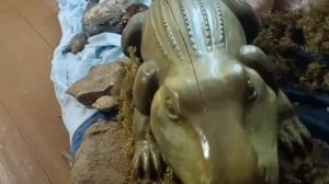 история о ветлугозавре часть 25