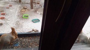 белки пришли на ужин