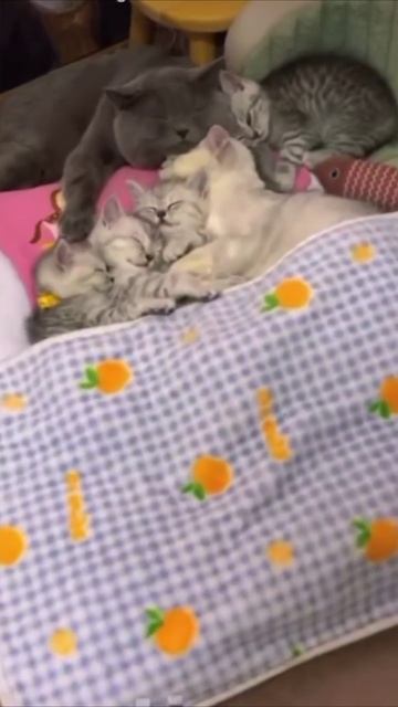 Смешные коты #110-5