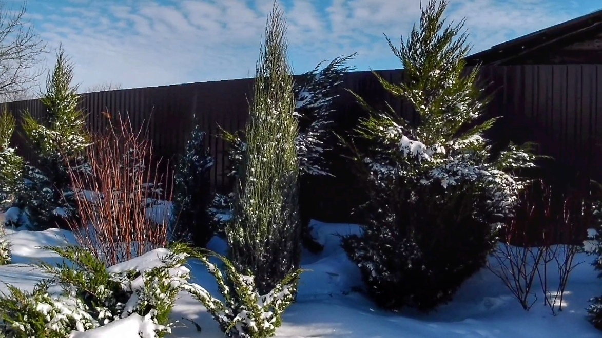 МОЖЖЕВЕЛЬНИКИ ВЫГЛЯДЯТ УЖЕ НАМНОГО ЛУЧШЕ. 17.02.2026г.