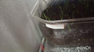 //144// Жизнь в деревне.Как прошел мой день, чем занималась.