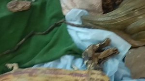 история о ветлугозавре часть 31