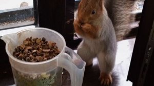 обед с морковкой