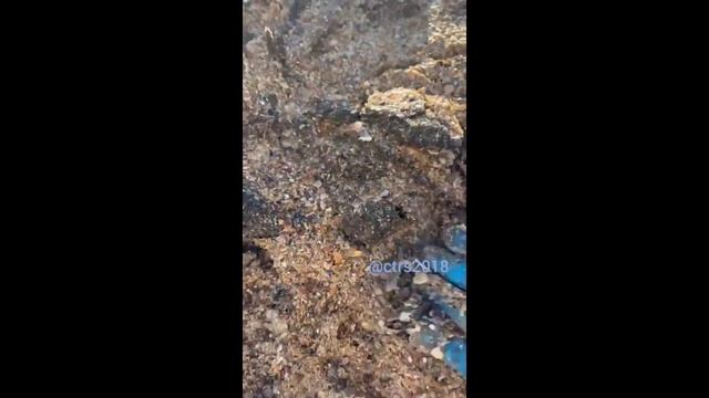 АНАПА ВСЁ. НОВЫЕ ВЫБРОСЫ МАЗУТА. смотреть онлайн