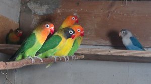 В гостях у Олега Викторовича. Попугаи неразлучники.