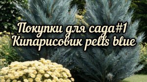 Новинки для сада. Кипарисовик Лавсона Pelt's blue . Фотиния Ред Робин. Новый МАФ