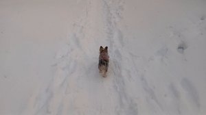 Фея и опять метель и снег