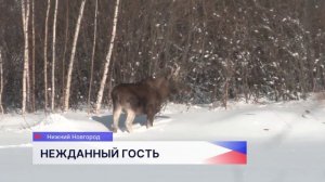 Лося видели местные жители на улице Народной в Московском районе Нижнего Новгорода
