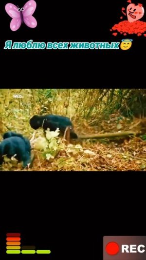 Животные приколы и не только😅