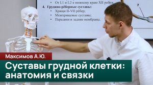 Суставы грудной клетки: анатомия и связки. Максимов А.Ю.