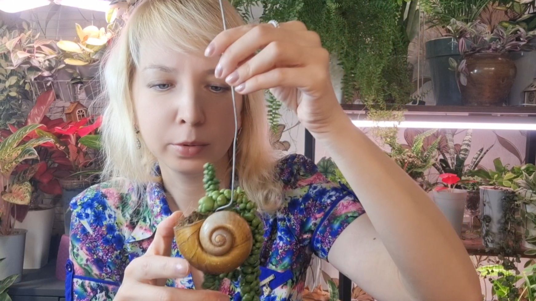 Интересная новиночка в моей коллекции растений смотреть онлайн