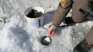 Ловим камбалу в ТАВРИЧАНКЕ. Рыбы в этом году НЕТ, но СВОЮ норму поймал. Рыбалка на камбалу. Булера.