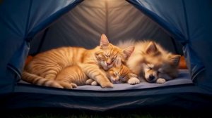 Котики - сборник [1,5 часа]