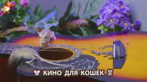 Видео для кошек про крысок развлекать питомцев 🐭🐀😂 (461)