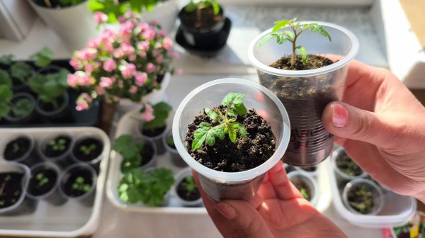 Рассада на 17 февраля 😊🌺🌶🍅🎋 сезон 2026.