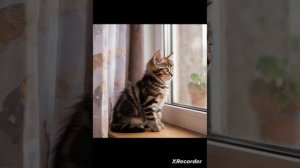 Зоочосис свинья Капеееееееец! (Вася говорящий кот)