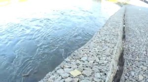 Ленок 3670кг Дарите жизнь