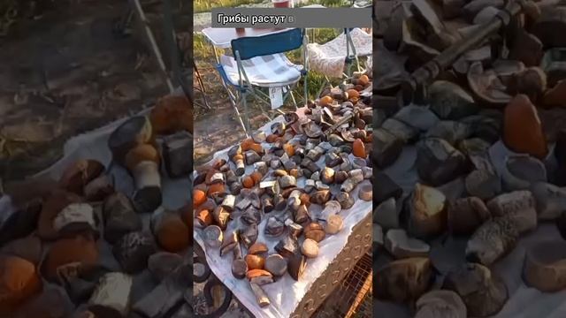 Санкт-Петербург красивые виды. Видовой участок под Питером.