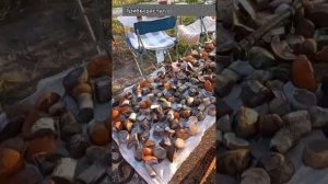 Санкт-Петербург красивые виды. Видовой участок под Питером.