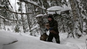 Промысловая охота на куницу! Путик попал под вырубку...